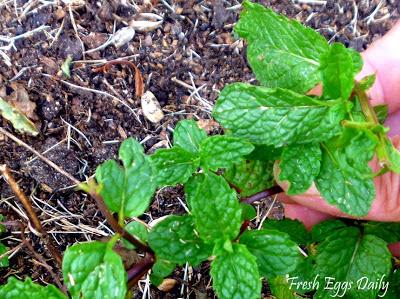 Mint Jelly from the Garden Image